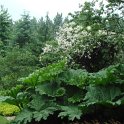 Gunnera manicata